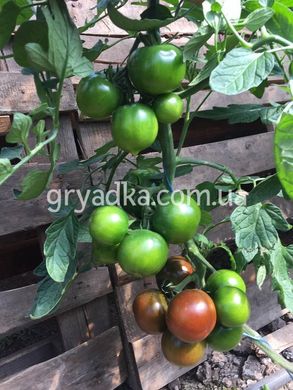 Фото 5 - Сашер F1 томат индетерминантный Yuksel Tohum 100 семян