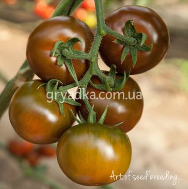 Фото 2 - Сашер F1 томат индетерминантный Yuksel Tohum 100 семян