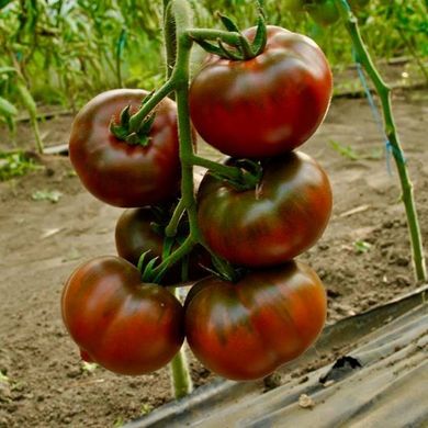Фото 1 - Бронзон F1 томат индетерминантный Clause 250 семян
