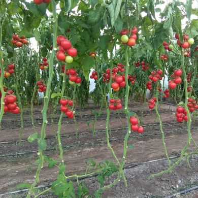 Фото 2 - Маско F1 томат индетерминантный Clause 250 семян