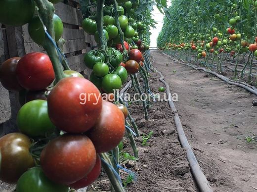 Фото 3 - Сашер F1 томат индетерминантный Yuksel Tohum 100 семян