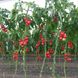 Маско F1 томат индетерминантный Clause 250 семян