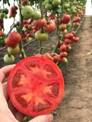 Фото 1 - Манистелла F1 томат индетерминантный Hazera 500 семян