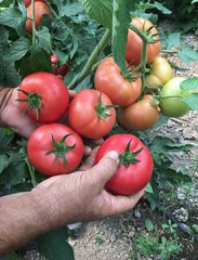 Фото 1 - Села F1 томат напівдетермінантний Libra Seeds 100 насінин