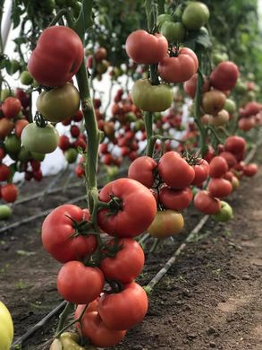 Фото 3 - Манистелла F1 томат индетерминантный Hazera 500 семян