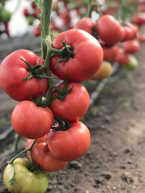 Фото 2 - Манистелла F1 томат индетерминантный Hazera 500 семян