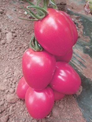 Фото 1 - Пінк Піонер F1 томат індетермінантний Sakata 500 насінин