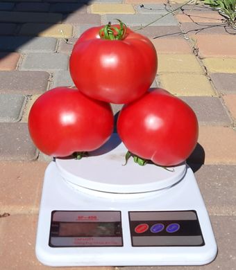 Фото 4 - Села F1 томат напівдетермінантний Libra Seeds 100 насінин