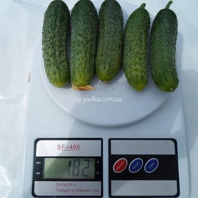 Фото 3 - Сатомі (КС 84) F1 огірок партенокарпічний Kitano Seeds 250 насінин