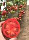 Манистелла F1 томат индетерминантный Hazera 500 семян