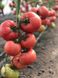 Манистелла F1 томат индетерминантный Hazera 500 семян