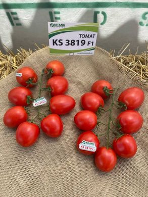 Фото 4 - Банти (КС 3819) F1 томат индетерминантный Kitano Seeds 100 семян