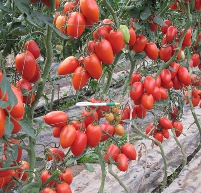 Фото 1 - Колібрі F1 томат індетермінантний Clause 250 насінин