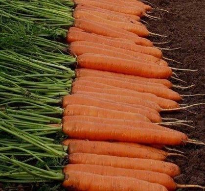 Фото 1 - Монанта морква нантська Rijk Zwaan 50 гр