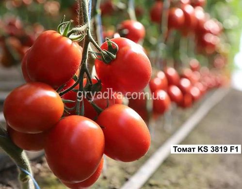 Фото 2 - Банти (КС 3819) F1 томат индетерминантный Kitano Seeds 100 семян