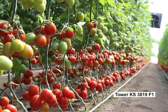Фото 3 - Банті (КС 3819) F1 томат індетермінантний Kitano Seeds 100 насінин