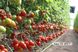 Банті (КС 3819) F1 томат індетермінантний Kitano Seeds 100 насінин