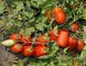 Улиссе F1 томат детерминантный Syngenta 2 500 семян
