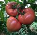 Панамера F1 томат индетерминантный Clause 250 семян
