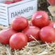 Панамера F1 томат индетерминантный Clause 250 семян