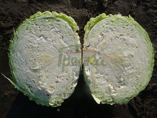Фото 1 - Мензания F1 капуста среднепоздняя Seminis 50 семян