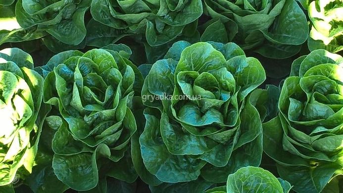 Фото 3 - Ксамена салат тип Ромен Enza Zaden 1 000 семян
