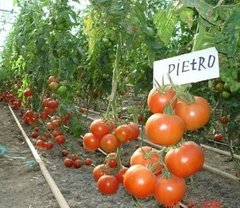 Фото 1 - Пьетро F1 томат индетерминантный Clause 1000 семян