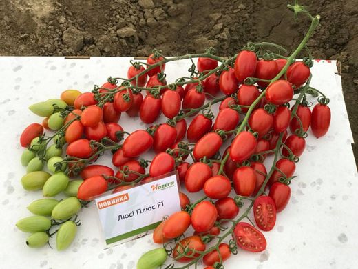 Фото 2 - Люси Плюс F1 томат индетерминантный Hazera 250 семян