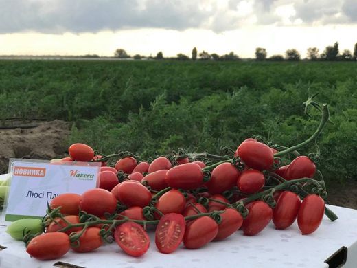 Фото 3 - Люси Плюс F1 томат индетерминантный Hazera 250 семян