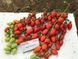 Люси Плюс F1 томат индетерминантный Hazera 250 семян