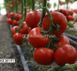KS (КС) 301 F1 томат индетерминантный Kitano Seeds 100 семян