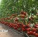 KS (КС) 301 F1 томат індетермінантний Kitano Seeds 100 насінин