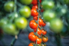 Фото 1 - Деличчио F1 томат индетерминантный Hazera 250 семян