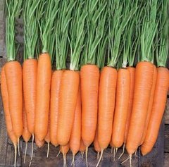 Фото 1 - Елеганза F1 морква пізня Nunhems 1.6-1.8, 100 тис. насінин