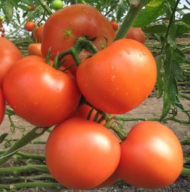Фото 1 - Картьє F1 томат индетерминантный Clause 250 семян