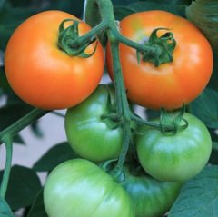 Фото 1 - TI-169 (Маматаро Голд) F1 томат індетермінантний Takii Seeds 250 насінин