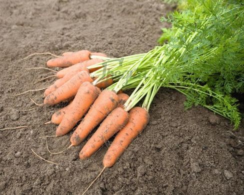 Фото 1 - Карини морковь ранняя Bejo Zaden 50 гр