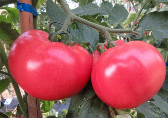 Фото 2 - Малінка Стар F1 томат рожевий індетермінантний Cora Seeds 250 насінин