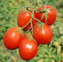 Фото 1 - Керо F1 томат детерминантный Esasem 1 000 семян