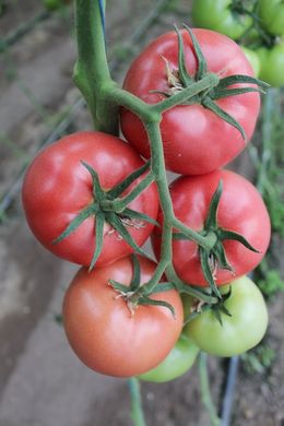Фото 3 - Перугино F1 томат индетерминантный Enza Zaden 500 семян