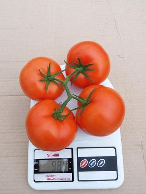 Фото 7 - Манамі (КС 21) F1 томат індетермінантний Kitano Seeds 100 насінин
