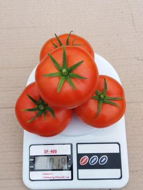 Фото 5 - Манамі (КС 21) F1 томат індетермінантний Kitano Seeds 100 насінин