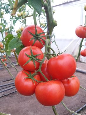 Фото 6 - Манамі (КС 21) F1 томат індетермінантний Kitano Seeds 100 насінин