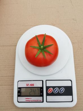 Фото 4 - Манамі (КС 21) F1 томат індетермінантний Kitano Seeds 100 насінин