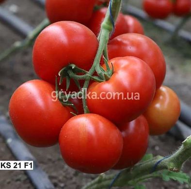 Фото 3 - Манамі (КС 21) F1 томат індетермінантний Kitano Seeds 100 насінин