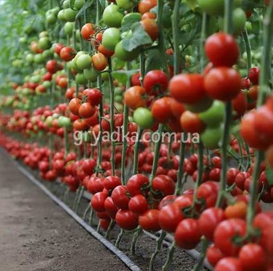 Фото 2 - Манамі (КС 21) F1 томат індетермінантний Kitano Seeds 100 насінин