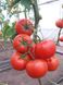 Манамі (КС 21) F1 томат індетермінантний Kitano Seeds 100 насінин