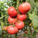 Перугино F1 томат индетерминантный Enza Zaden 500 семян
