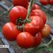 Манами (КС 21) F1 томат индетерминантный Kitano Seeds 100 семян