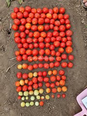 Фото 1 - Руфус F1 томат детерминантный Esasem 1 000 семян
